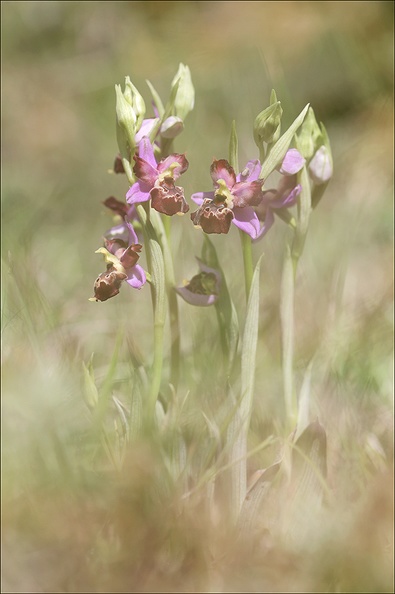 Ophrys fuciflora lusus Mickey_08-05-21_015.jpg