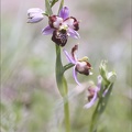 Ophrys fuciflora lusus Mickey 08-05-21 019