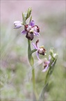 Ophrys fuciflora lusus Mickey 08-05-21 019