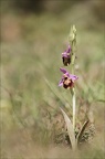 Ophrys fuciflora 08-05-21 002