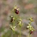 Ophrys insectifera x drumana 08-05-21 001