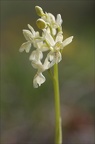 Orchis provincialis 08-05-21 003