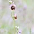 Ophrys fuci