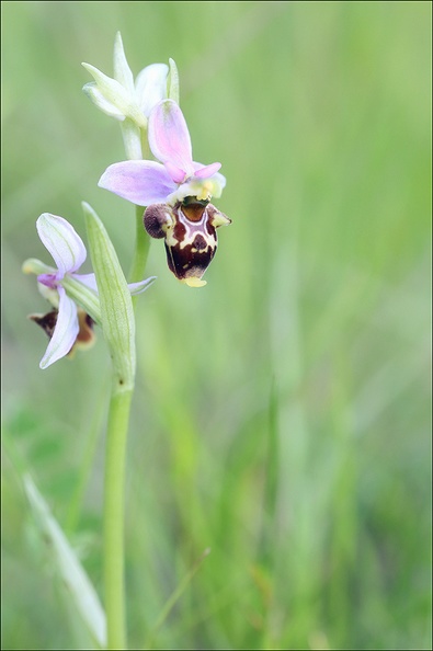 Ophrys fuciflora_21-05-21_05.jpg
