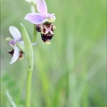 Ophrys fuciflora 21-05-21 05