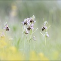 Ophrys fuciflora 21-05-21 09-