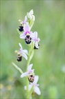 Ophrys fuciflora 21-05-21 12