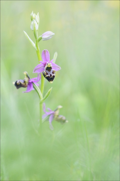 Ophrys fuciflora 21-05-21 13