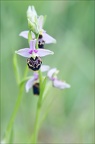Ophrys fuciflora 21-05-21 23