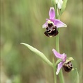Ophrys fuciflora 21-05-21 25