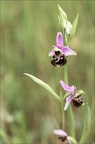 Ophrys fuciflora 21-05-21 25