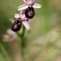 Ophrys drumana x fuciflora_23-05-21_01.jpg
