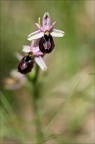 Ophrys drumana x fuciflora 23-05-21 01