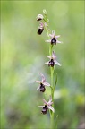 Ophrys drumana x insectifera 23-05-21 25