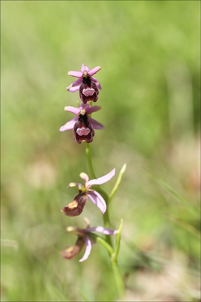 Ophrys drumana_23-05-21_21.jpg
