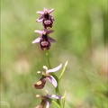 Ophrys drumana 23-05-21 21