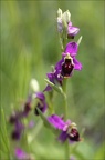 Ophrys fuciflora x drumana 23-05-21 29