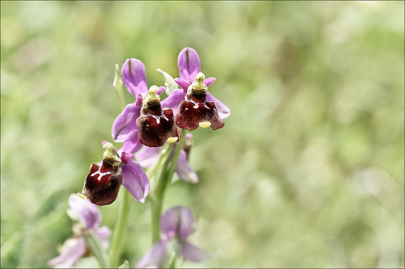 Ophrys fuciflora x 23-05-21 25