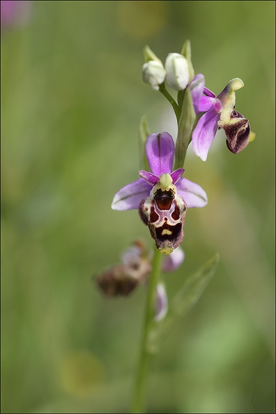 Ophrys fuciflora x_23-05-21_27.jpg