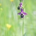 Ophrys fuciflora x 23-05-21 31