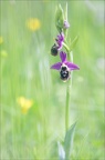 Ophrys fuciflora x 23-05-21 31