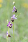 Ophrys fuciflora x 23-05-21 36