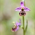 Ophrys fuciflora 23-05-21 10