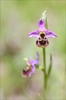 Ophrys fuciflora 23-05-21 10