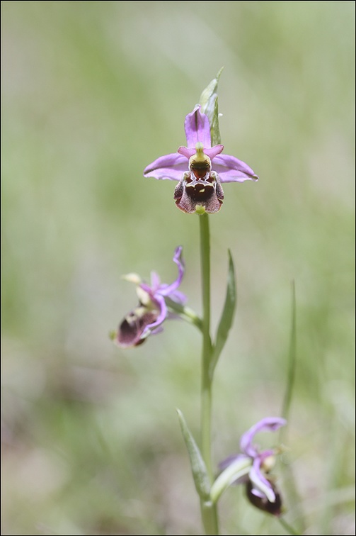 Ophrys fuciflora 23-05-21 11