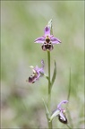 Ophrys fuciflora 23-05-21 11