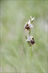 Ophrys fuciflora 23-05-21 12