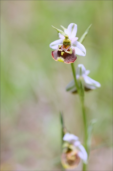 Ophrys fuciflora_23-05-21_15.jpg