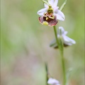 Ophrys fuciflora 23-05-21 15