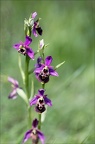 Ophrys fuciflora 23-05-21 25
