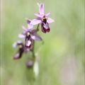 Ophrys drumana 23-05-21 07