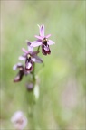 Ophrys drumana 23-05-21 07
