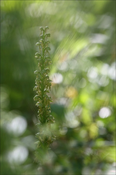 Orchis antropophora_31-05-21_01.jpg