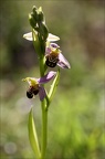 Ophrys apifera- j