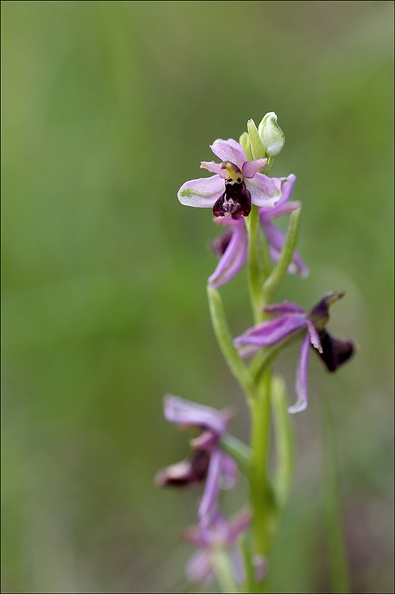 Ophrys drumana mini.jpg
