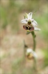 Ophrys fuciflora 23-05-21 20