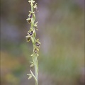 Ophrys insectifera subs aymoninii