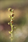 Ophrys d'Aymonin