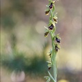 Ophrys aimonii 12-06-21 19