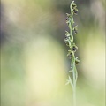 Ophrys aimonii_12-06-21_09.jpg