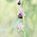 Ophrys fuciflora_03-06-21_10.jpg