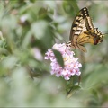 Papillon machaon 12-07-21 026-pastel