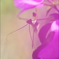 La vie en rose (Mantis religiosa )