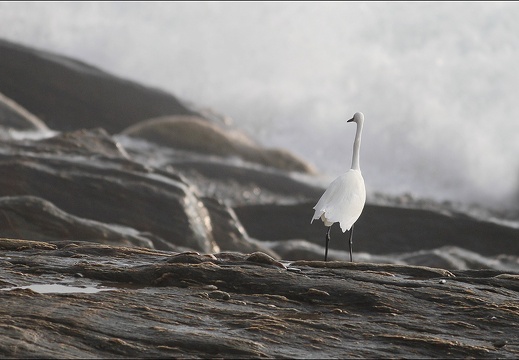 Aigrette garzette 19-10-21 03 (998 visits) Aigrette garzette 19-10-21 03