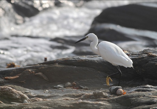 Aigrette garzette 19-10-21 05 (869 visits) Aigrette garzette 19-10-21 05