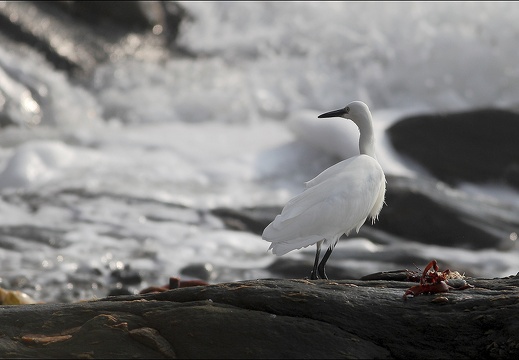 Aigrette garzette 19-10-21 10 (966 visits) Aigrette garzette 19-10-21 10